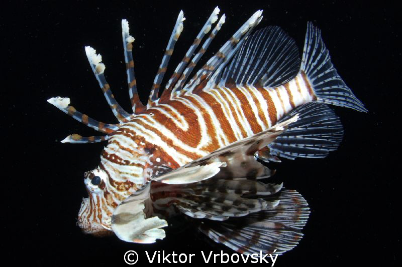 Lionfish... by Viktor Vrbovský 