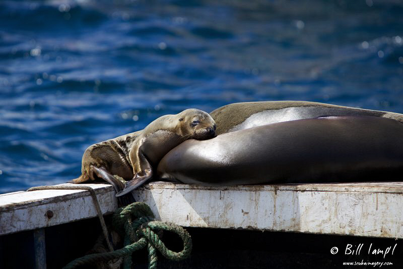 Sea Lion pup resting with Mom and Dad in the Galapagos Is... by Bill Lamp'l 