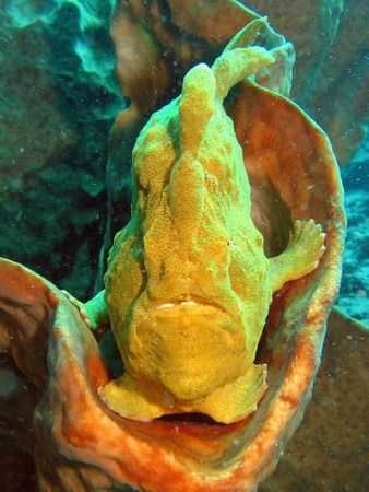 Frogfish Bunaken National Park Indonesia by Harrie De Jonge 