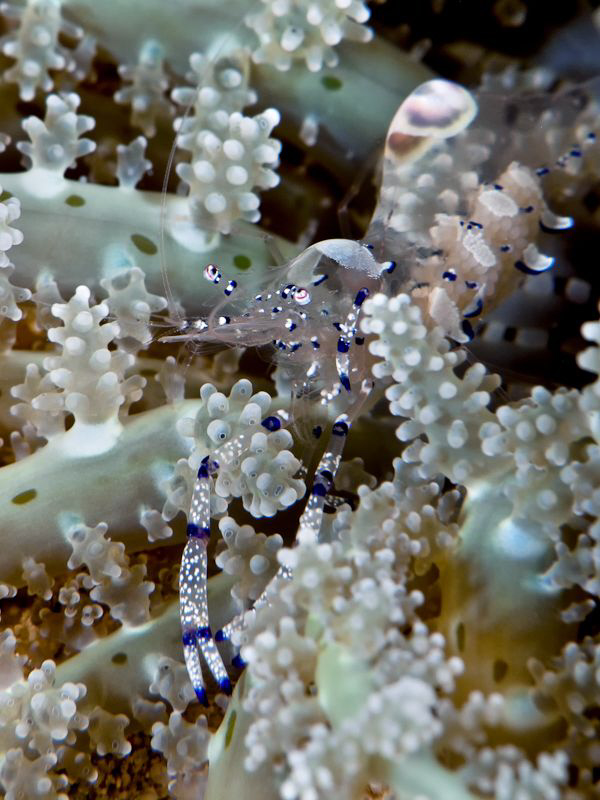 Shrimp in his soft coral home - Canon G10, stacked Inon l... by Stephen Holinski 