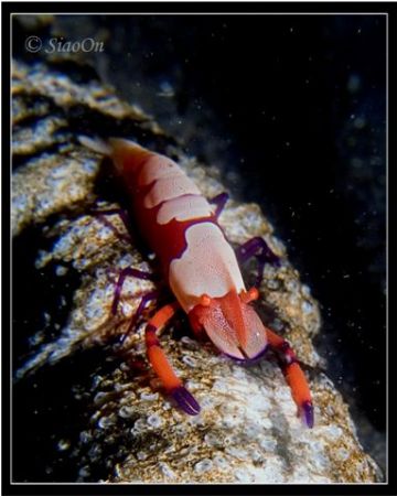 Emperor Shrimp on Sea cucumber. hairball, Lembeh. Taken w... by Han Peng Lim 