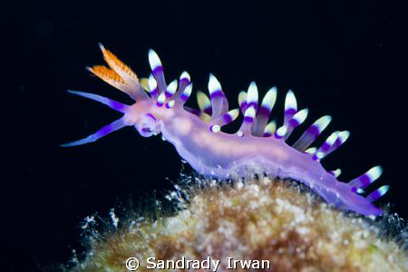 This Flabellina exoptata nudibranch just pose for me, wit... by Sandrady Irwan 
