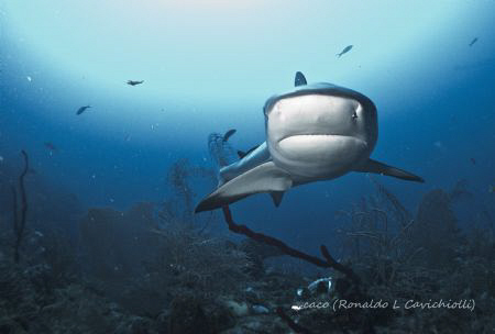 Caribbean Reef Shark - Jardines de Las Reinas /Cuba by Ronaldo Cavichiolli 