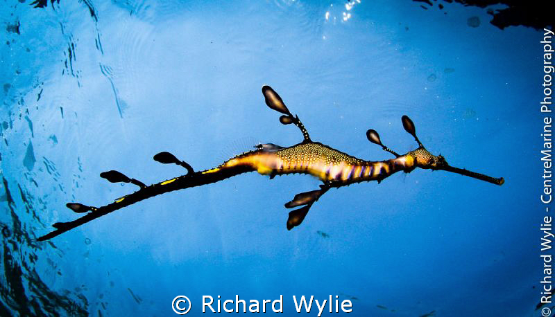 Another weedy seadragon under Portsea Pier. The vis was g... by Richard Wylie 