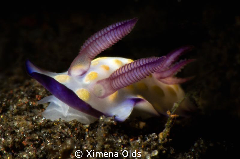 Chromodoris having a feast. Taken at the slope in Tulambe... by Ximena Olds 