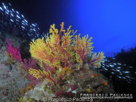 Gorgonian bicolors with fish. Taken with Nikon Coolpix P7... by Francesco Pacienza 