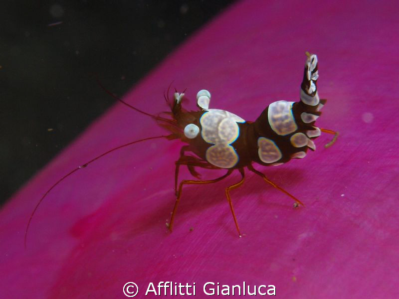 thor shrimp by Afflitti Gianluca 
