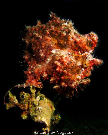 red sea flower by Ladislav Nogacek 