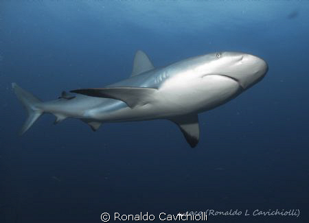 Caribbean Reef Shark , Jardines de Las Reinas - Cuba
Can... by Ronaldo Cavichiolli 