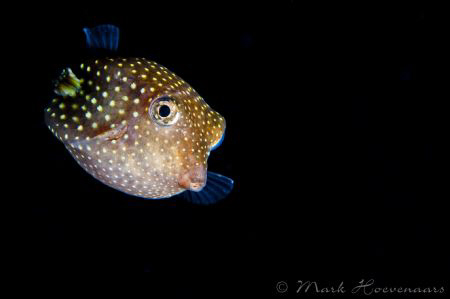 Juvenile Box Fish on blackwater dive in 6,000 feet of wat... by Mark Hoevenaars 