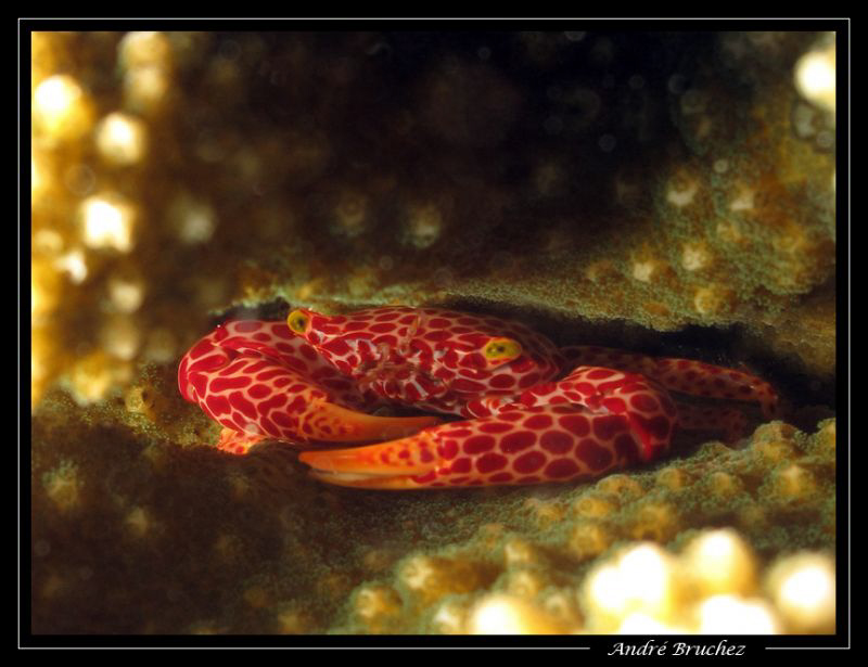 crabe de corail by André Bruchez 