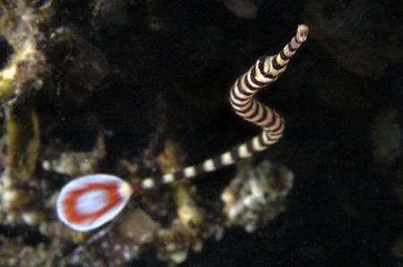Banded pipefish. Mile Bay, PNG D-100 by Andy Lerner 