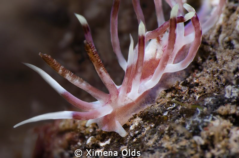 Bi Color Flabellina. Taken my first day in Bali. Nikon D7... by Ximena Olds 