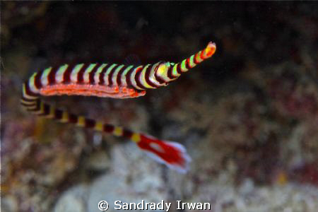 Pipe Fish with Eggs, I just realize when I download to my... by Sandrady Irwan 