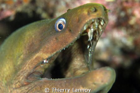 (Gymnothorax Castaneus) - Green Moray Eel - Cabo Pulmo Ma... by Thierry Lannoy 