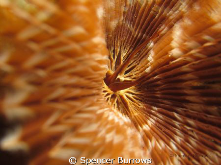 Inside a tube worm - Seraya Bali  taken with Canon S90 Co... by Spencer Burrows 