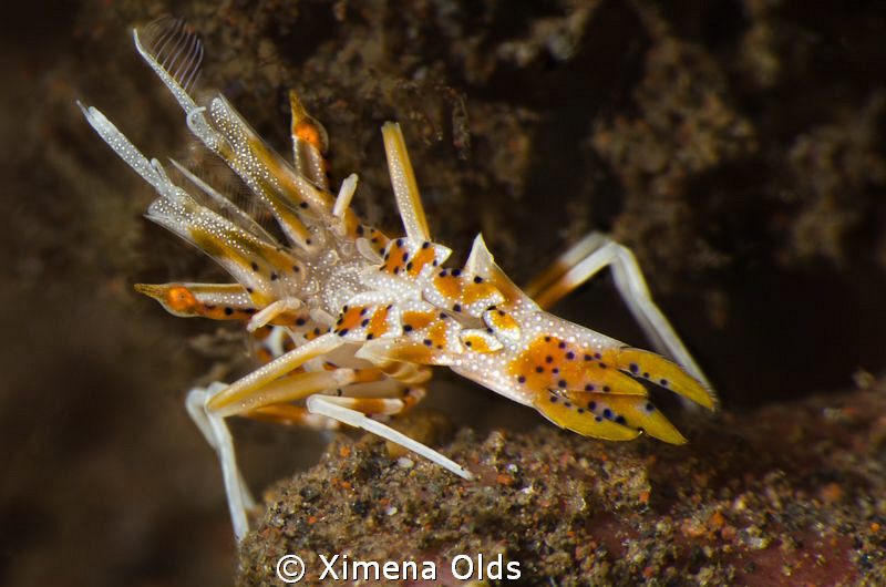 Uh stop! What is that? ...A tiger shrimp. Less than 1 inc... by Ximena Olds 