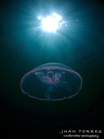 Moon jellyfish. by Juan Torres 