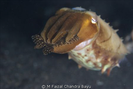 Cuttle Fish by M Faizal Chandra Bayu 
