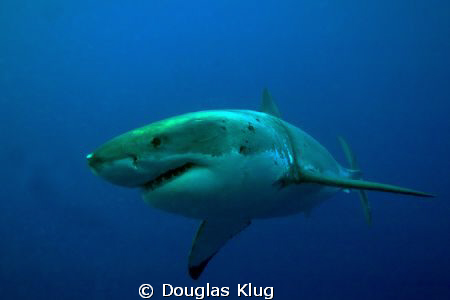 Inspection Pass. A Great White comes up close for a peek.... by Douglas Klug 