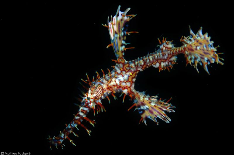 ghostpipefish_sulawesi by Mathieu Foulquié 