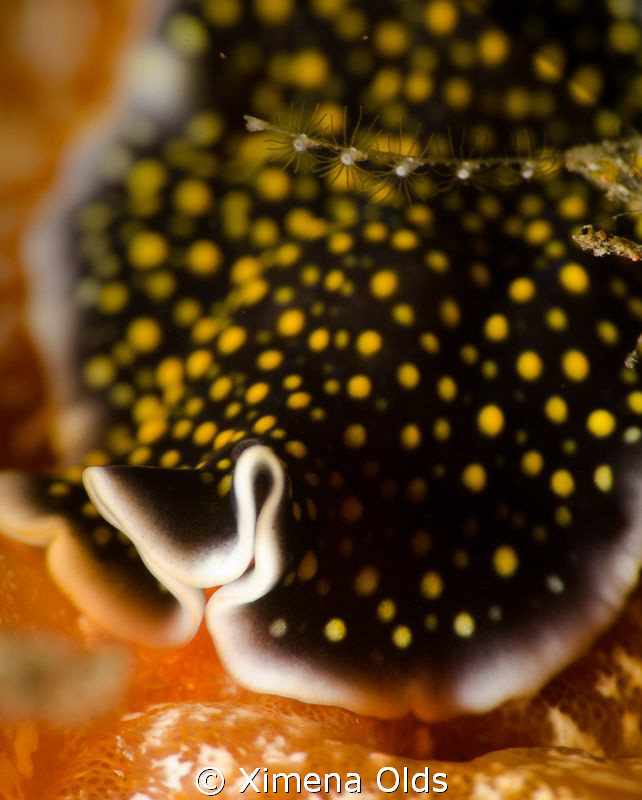 Polka dot flatworm. This guy came out of nowhere and disa... by Ximena Olds 