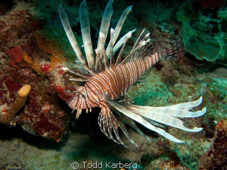 lionfish by Todd Karberg 