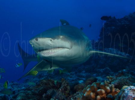 Bora Bora, French Polynesia. Lemon Shark. 18mm, dual flas... by Christopher Ward 