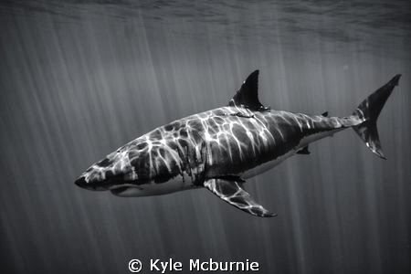 Shot with a canon 40d with a 10-22 in an ike housing with... by Kyle Mcburnie 