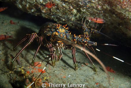 (Panulirus Inflatus) Spiny Lobster in Cabo Pulmo Marine P... by Thierry Lannoy 
