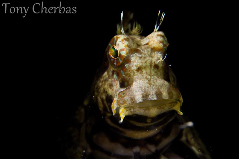 The only shot I could get before this Blenny swam into th... by Tony Cherbas 