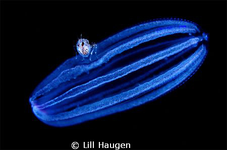 Amphipode hitching a ride on a jelly fish, image shot in ... by Lill Haugen 