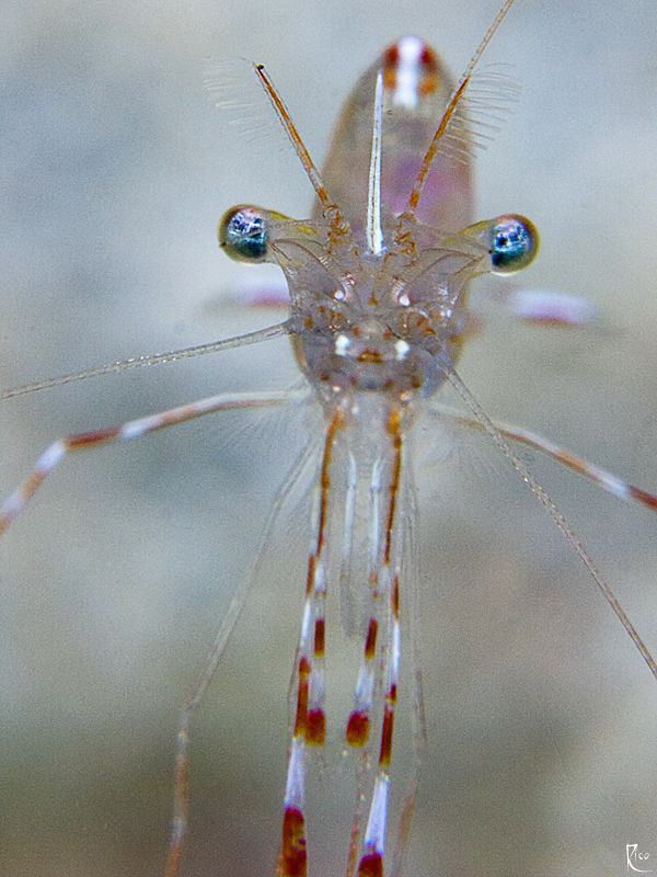 a close view to a shrimp ;-) by Rico Besserdich 
