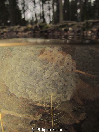 Frog's eggs in a very small lake near to Nyon in Switzerland by Philippe Brunner 