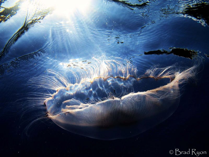 Moon Jellyfish. (Aurelia aurita) upside down at the surfa... by Brad Ryon 