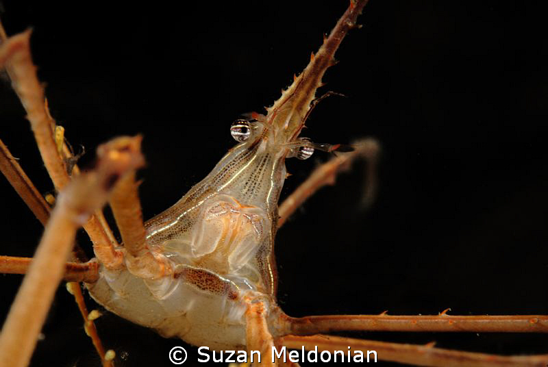 Arrow crab studying his own reflection. by Suzan Meldonian 
