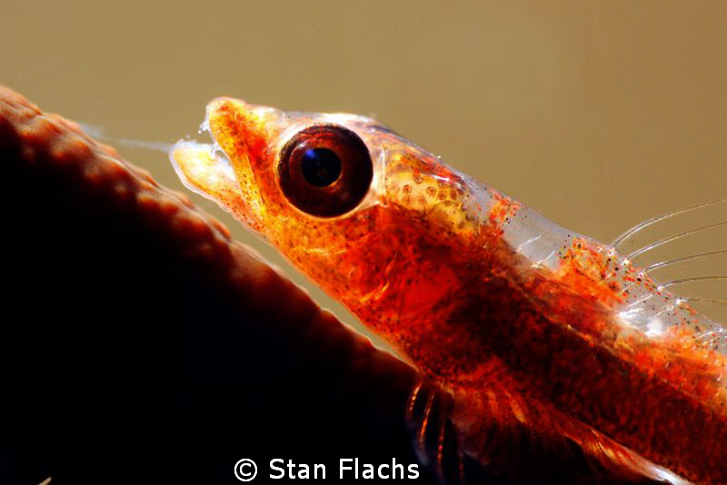Goby in front and back light by Stan Flachs 