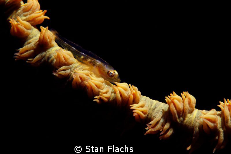 Goby, snoot by Stan Flachs 