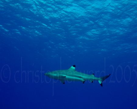 Bora Bora, French Polynesia. Blacktip sharks circle as we... by Christopher Ward 