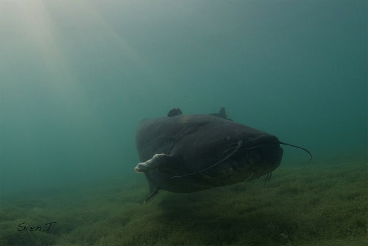 Wels catfish.. by Sven Tramaux 