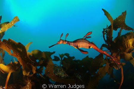 Sea Dragon, Bicheno, Tasmania, Australia by Warren Judges 