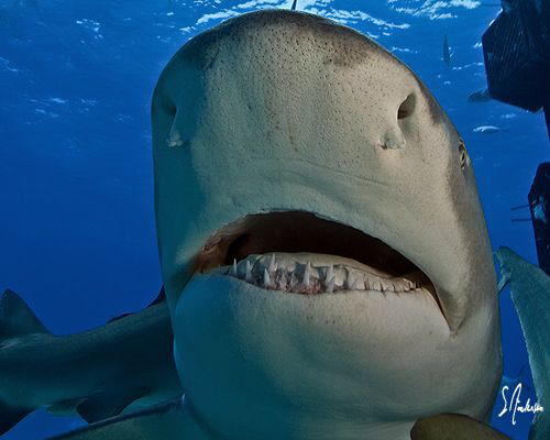 Lemon Shark at Ginormous Reef noses up for a good look. G... by Steven Anderson 
