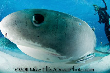 Up close and personal wit this Blue spotted Tiger shark. by Mike Ellis 