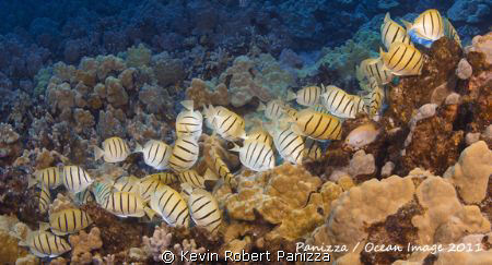 School of Convict Tang on a Hawaiian Reef
Canon 5D MK II... by Kevin Robert Panizza 