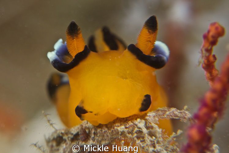 Bite bite bite. 
A feeding nudibranch, Thecacera pacific... by Mickle Huang 
