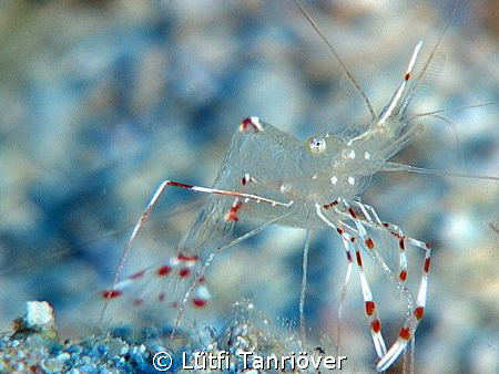A shrimp from KAS turkey... by Lütfi Tanrıöver 