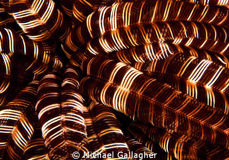 Crinoid detail, PNG by Michael Gallagher 