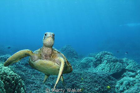 Hawaiian Green Sea Turtle shot taken with a Canon 7D at 1... by Marty Wakat 