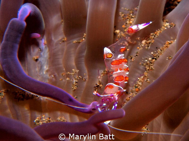 Small commensal shrimp in anemone by Marylin Batt 