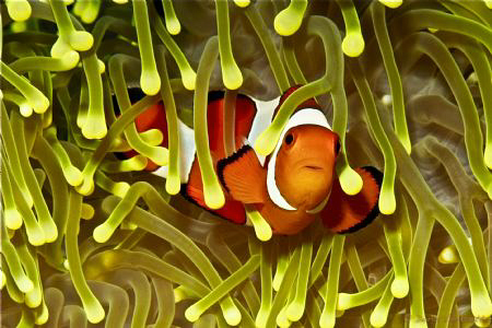 cute clownfish in a unique anemone by Doris Vierkoetter 